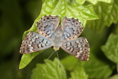 Blue Metalmark ♀