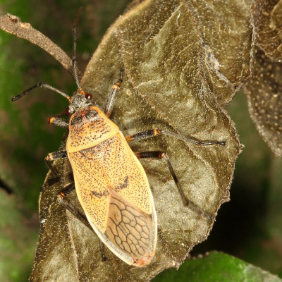 Largidae : Bordered Plant Bugs :