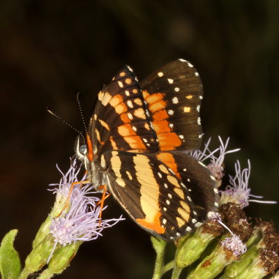 Bordered Patch