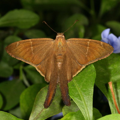 Brown Longtail ♀