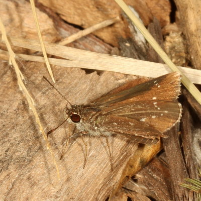 Celias Roadside-Skipper