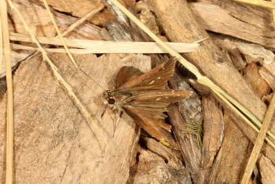 Celias Roadside-Skipper