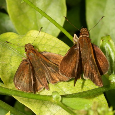 Clouded Skipper ♂