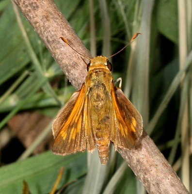 Common Mellana  ♂ 