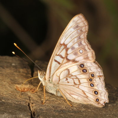 Tawny Emperor