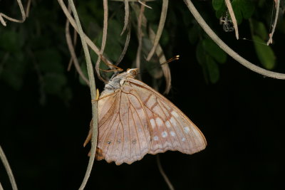 Tawny Emperor