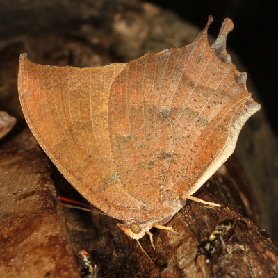 Tropical Leafwing