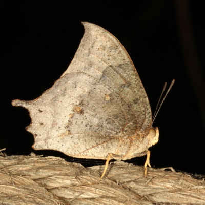 Tropical Leafwing