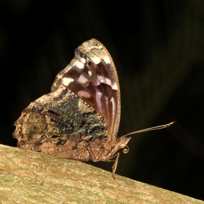 Mexican Bluewing