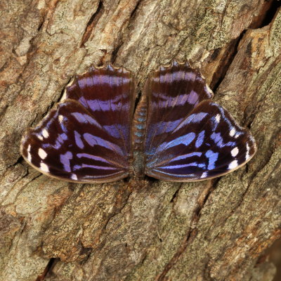 Mexican Bluewing