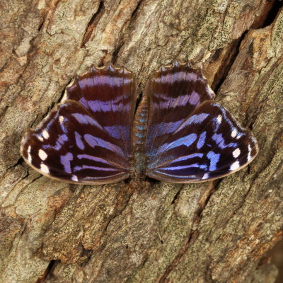 Mexican Bluewing ♂