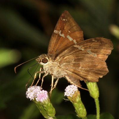 Potrillo Skipper