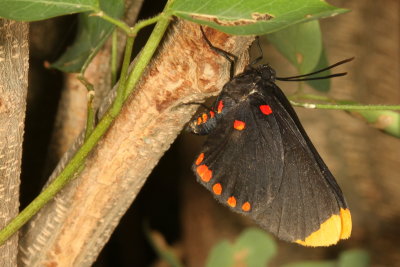Red-bordered Pixie