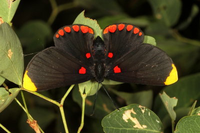 Red-bordered Pixie