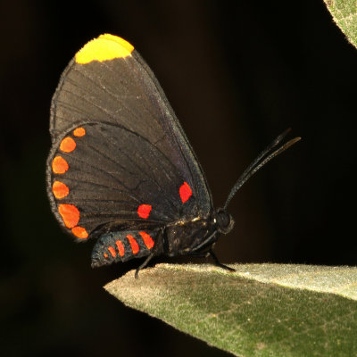 Red-bordered Pixie
