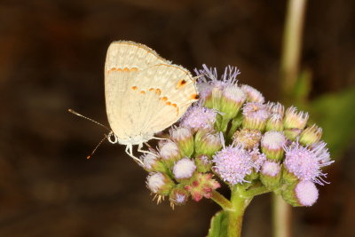 Red-crescent Scrub-Hairstreak