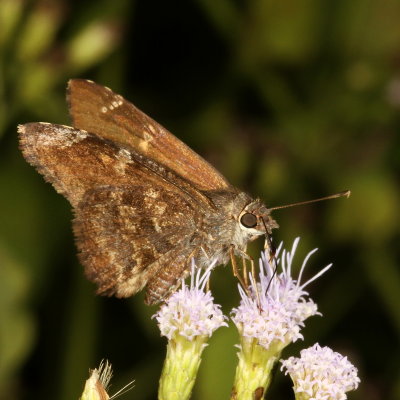 Mimosa Skipper