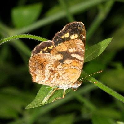 Pale-banded Crescent