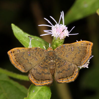 Red-bordered Metalmark ♀