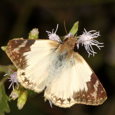 Laviana White-Skipper ♀ 