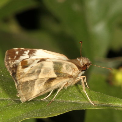 Laviana White-Skipper