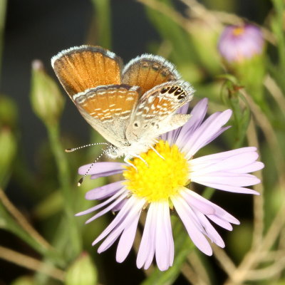 Western Pygmy-Blue