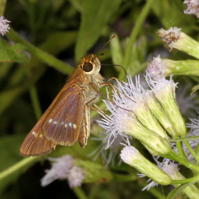 Purple-washed Skipper