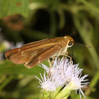 Purple-washed Skipper