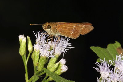Purple-washed Skipper