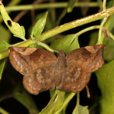 Sickle-winged Skipper ♀