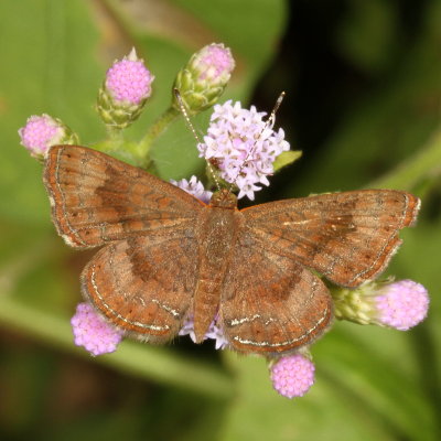 Fatal Metalmark 