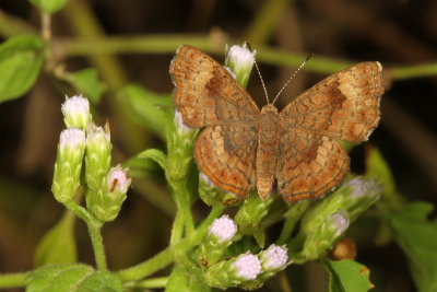Fatal Metalmark