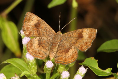 Fatal Metalmark