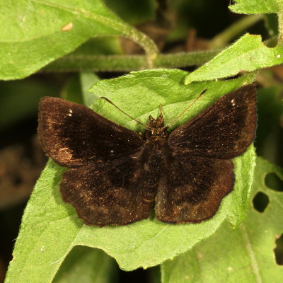 Mazans Scallopwing ♂