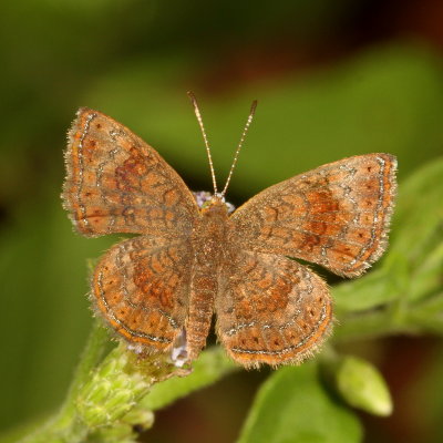 Fatal Metalmark