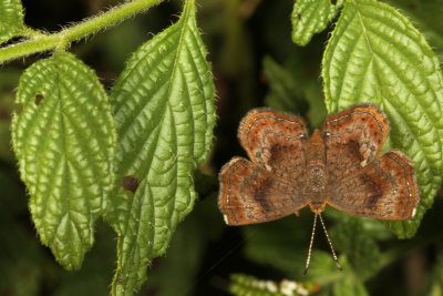 Fatal Metalmark 