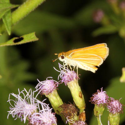 Southern Skipperling