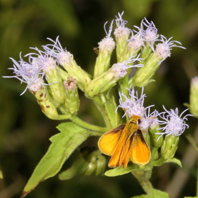 Southern Skipperling