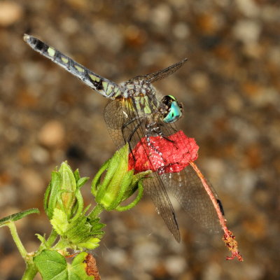 Thornbush Dasher ♀