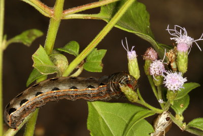 Yellow-striped Armyworm