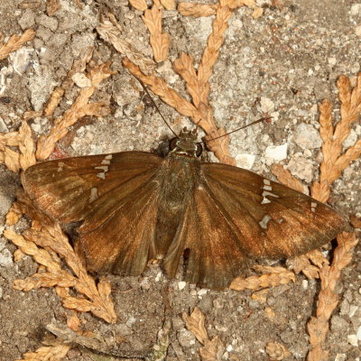 Potrillo Skipper 