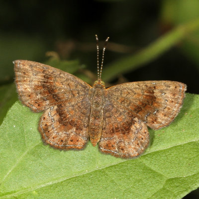 Rounded Metalmark 