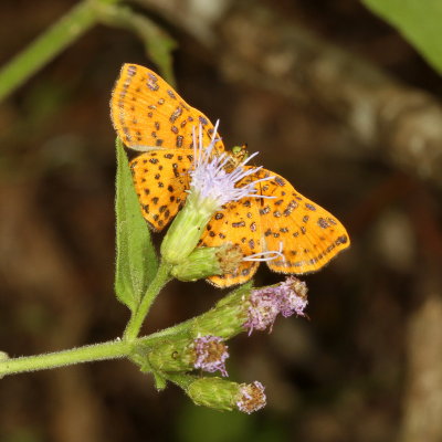 Red-bordered Metalmark