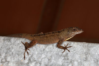 Brown Anole 
