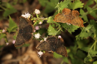 Red-bordered Metalmarks ♂ &  ♀