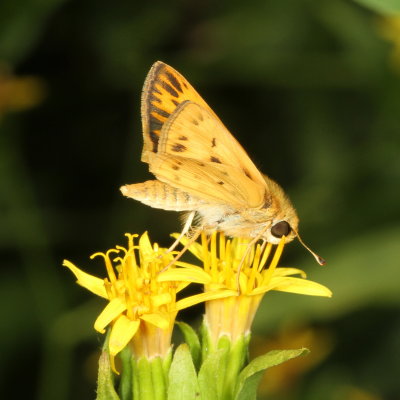 Fiery Skipper ♂