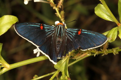 Guava Skipper