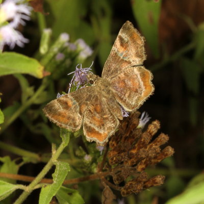 Texas Powdered-Skipper