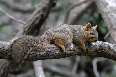 Eastern Fox Squirrel