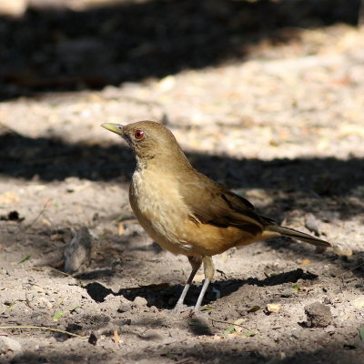 Clay-colored Thrush